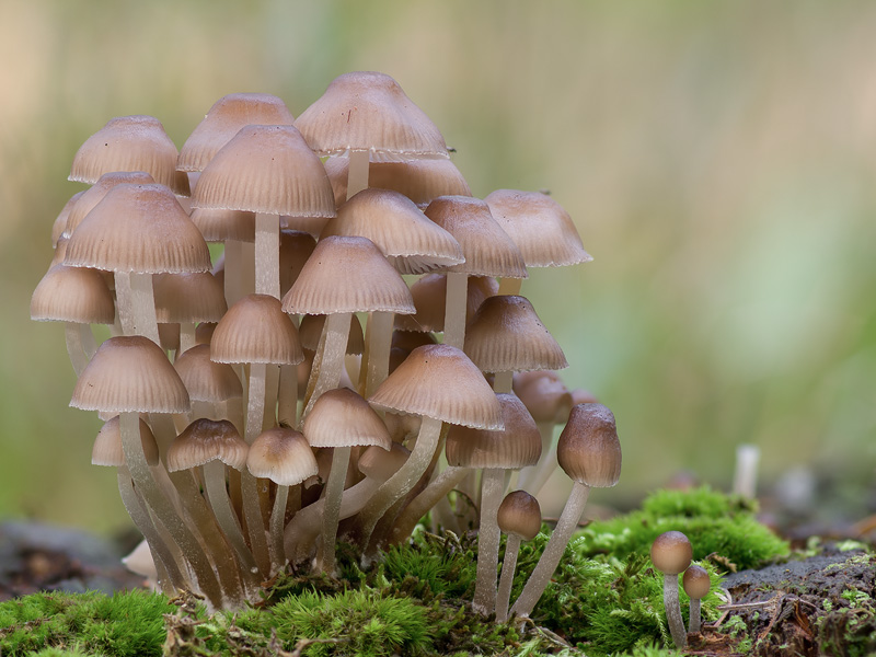 Mycena inclinata